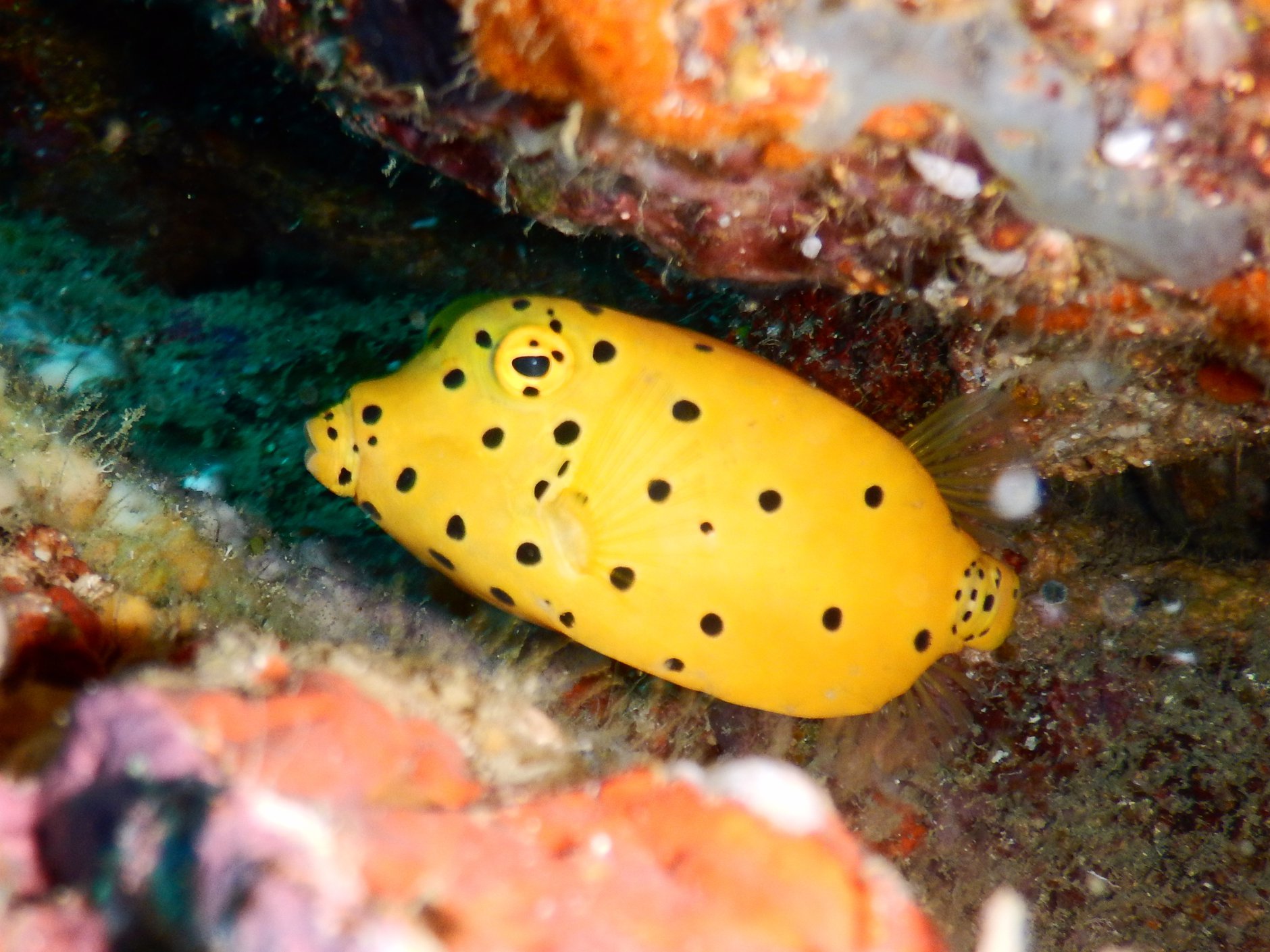 koh tao snorkeling speedboat tour