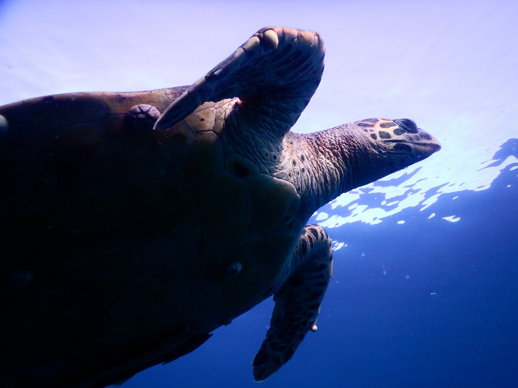 koh tao snorkeling speedboat