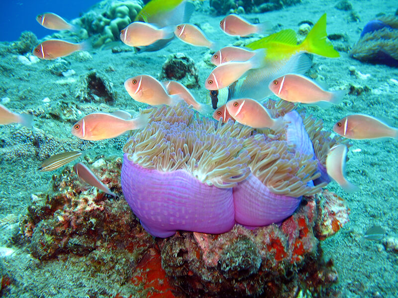 Koh Tao VIP Eco Friendly Snorkeling Tour