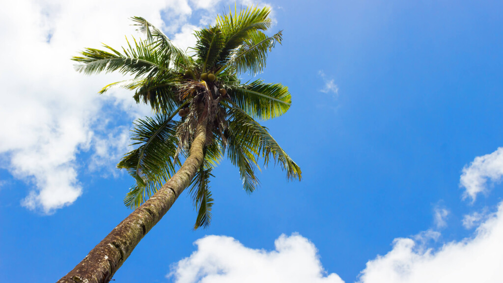 Private Boat Charters around Koh Samui