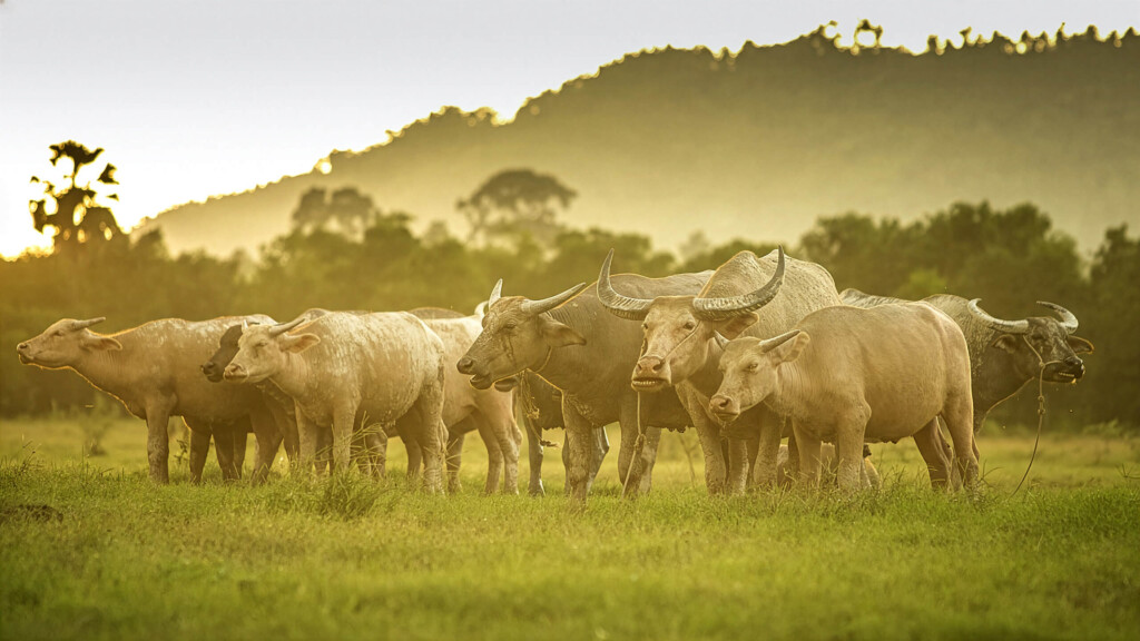 Private Sightseeing Tours around Koh Samui